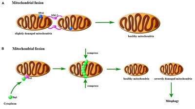 The Role of Mitophagy in Ischemic Stroke